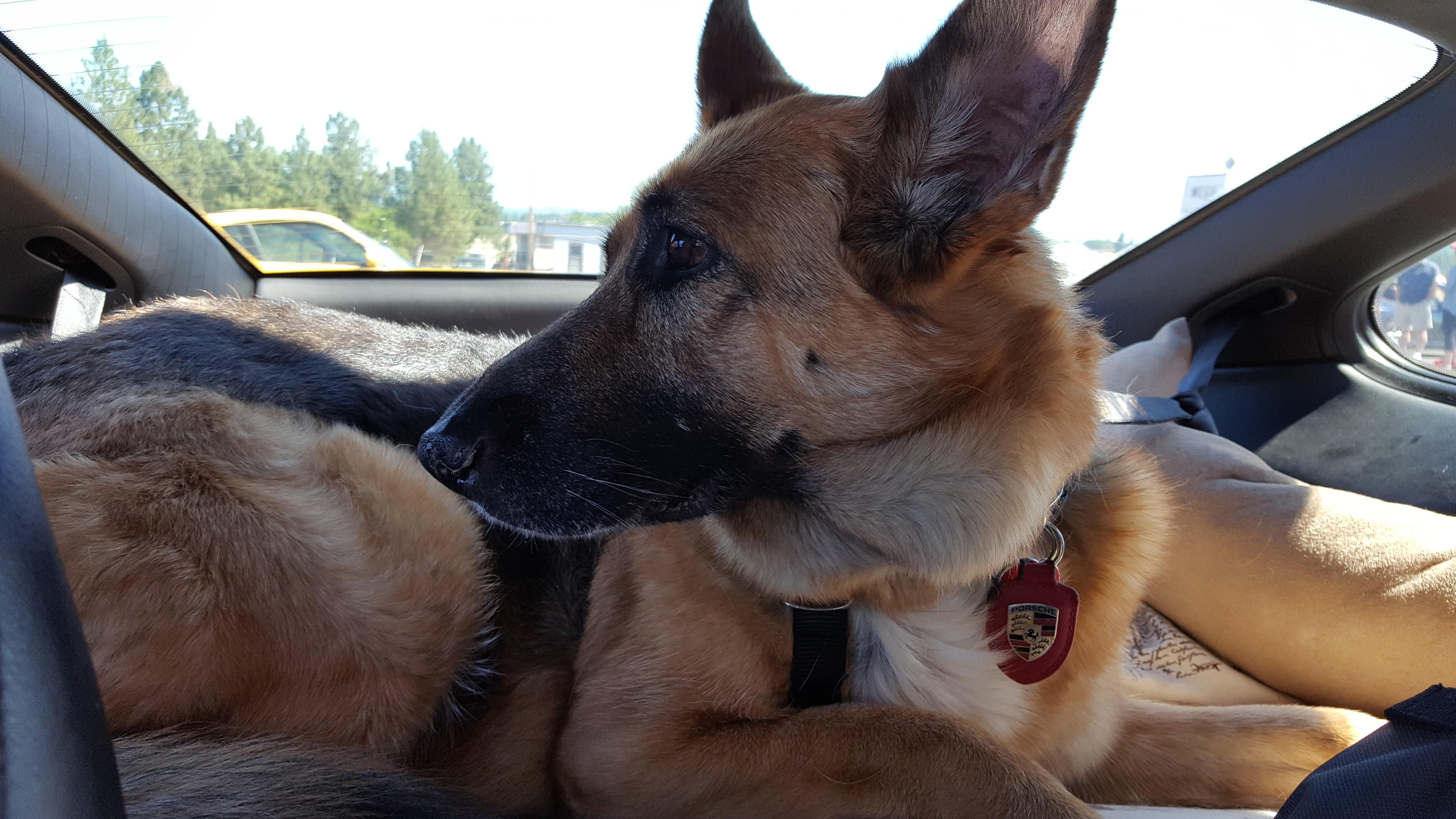 Gretta my Greman Shepard Porsche Dog inside the 996